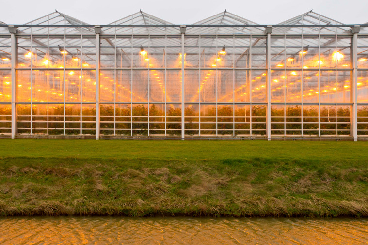 Greenhouse Growing Basics: Choosing The Right Lighting For Your Greenhouse
