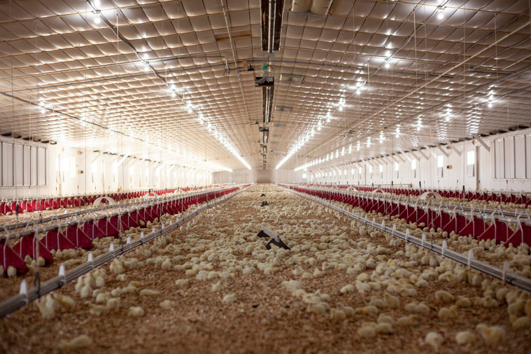 An Overview Of LED Lighting For Livestock Farms
