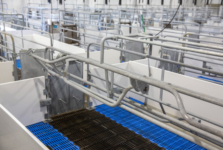The Importance of Modern Farrowing Crates in Swine Production