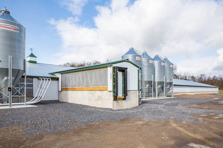 Heat Lamp vs. Heat Mats: Choosing the Right Warmth for Your Swine