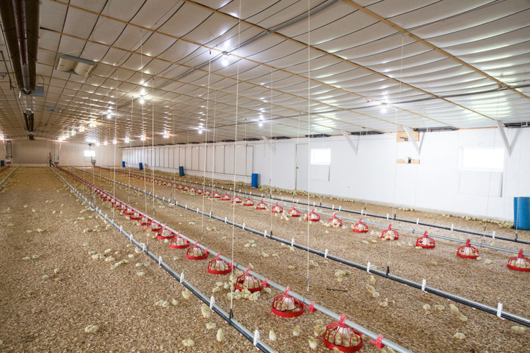 Retrofitting for Efficiency: Upgrading to LED Lighting in Livestock Barns