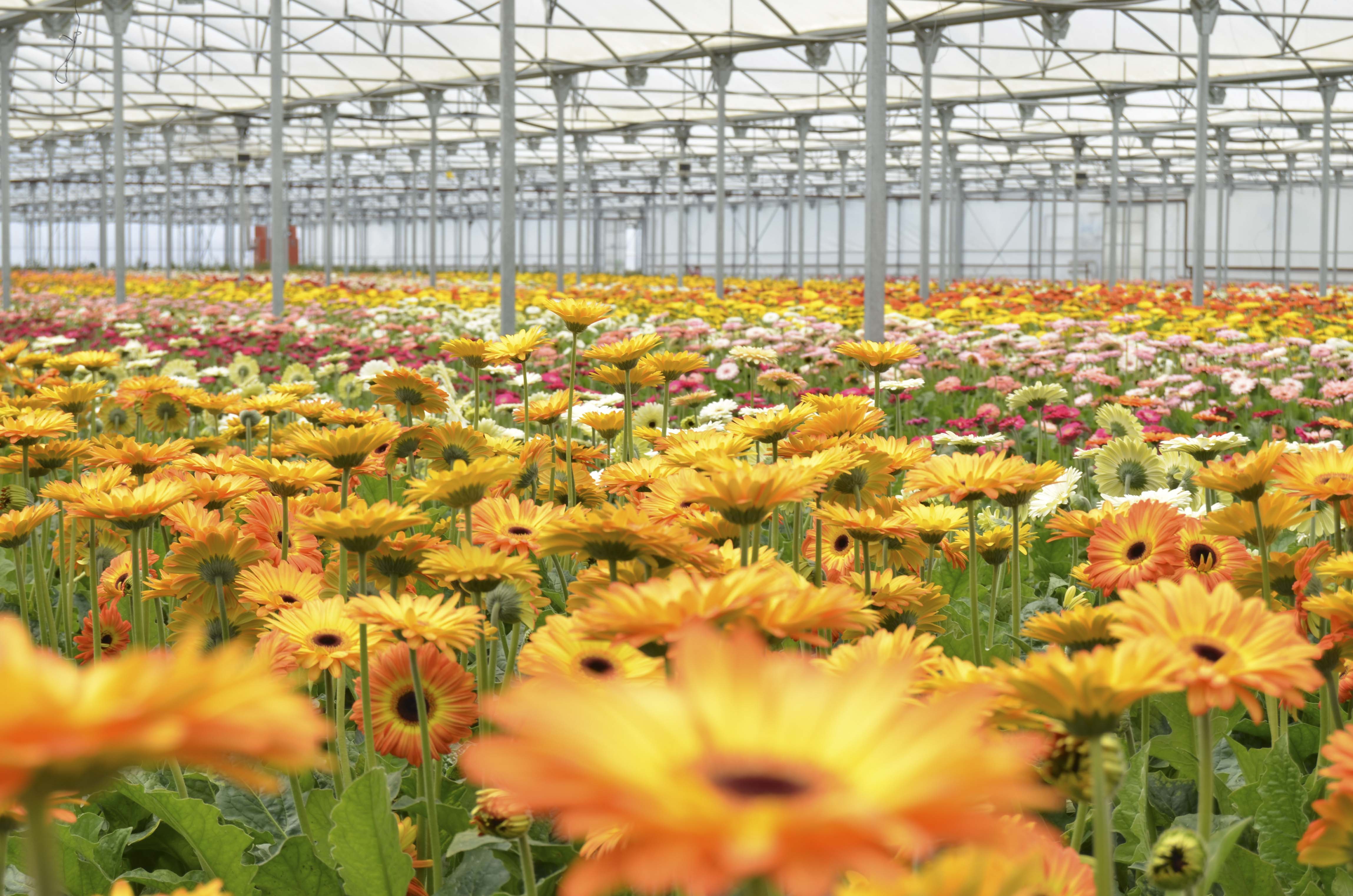 Greenhouse Benches, Greenhouse Gardening, Greenhouse Supplies