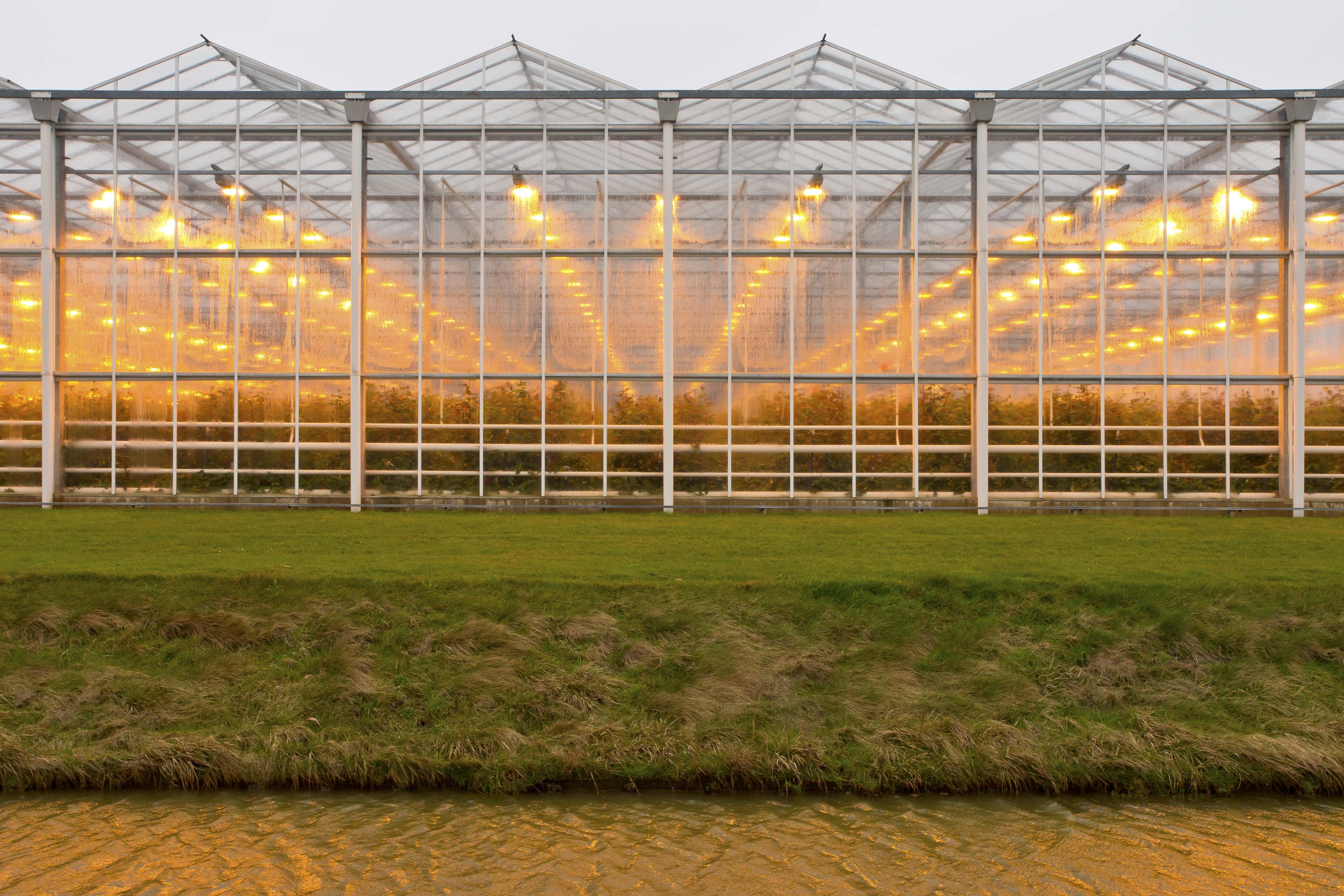 Greenhouse Growing Basics Choosing The Right Lighting For Your