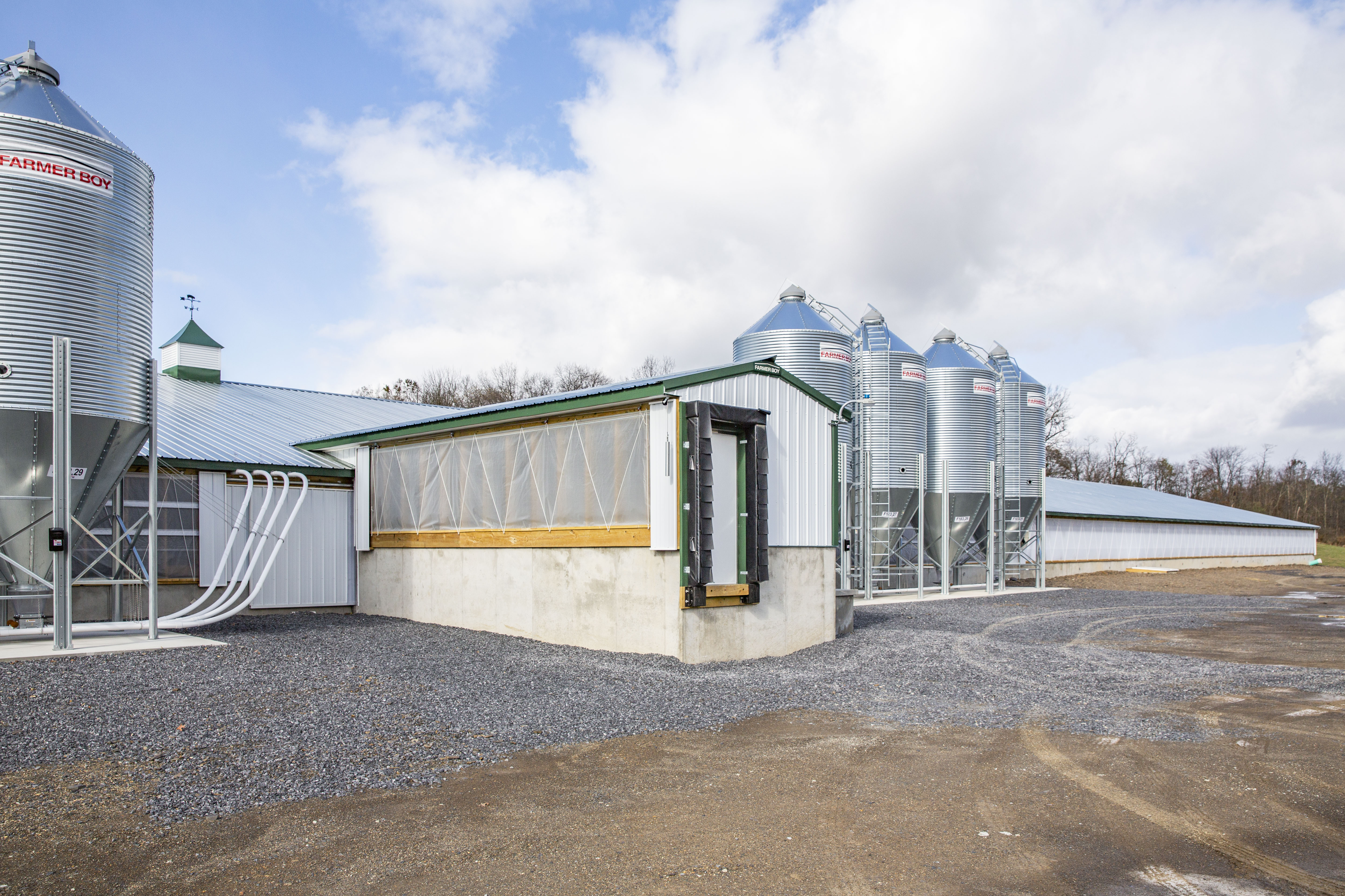 Image showcasing Heat Lamp vs. Heat Mats: Choosing the Right Warmth for Your Swine ...