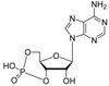 OVA Conjugated Cyclic Adenosine Monophosphate (cAMP)