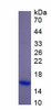 Mouse Recombinant Angiotensin I Converting Enzyme (ACE)