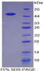 Pig Recombinant Angiotensin I Converting Enzyme (ACE)