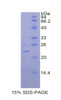 Dog Recombinant Bone Morphogenetic Protein 2 (BMP2)