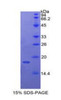 Chicken Recombinant Bone Morphogenetic Protein 4 (BMP4)