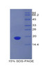 Mouse Recombinant Protein C Receptor, Endothelial (PROCR)