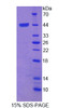 Cattle Recombinant Fibroblast Growth Factor 4 (FGF4)