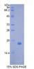 Pig Recombinant Colony Stimulating Factor 3, Granulocyte (GCSF)