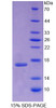 Mouse Recombinant Glial Cell Line Derived Neurotrophic Factor (GDNF)