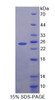 Dog Recombinant Growth Hormone (GH)