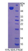 Rabbit Recombinant Hepatocyte Growth Factor (HGF)