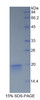 Rabbit Recombinant Interferon Gamma (IFNg)