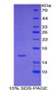 Mouse Recombinant Insulin Like Growth Factor 1 (IGF1)