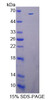 Pig Recombinant Interleukin 12B (IL12B)