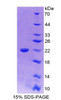 Cattle Recombinant Interleukin 18 (IL18)