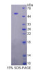 Rat Recombinant Glial Fibrillary Acidic Protein (GFAP)