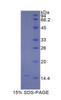 Mouse Recombinant N-Acetyl Beta-D-Glucosaminidase (NAGase)