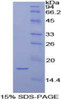 Dog Recombinant Interleukin 1 Alpha (IL1a)