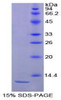 Horse Recombinant Interleukin 8 (IL8)