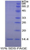 Chicken Recombinant Interleukin 8 (IL8)