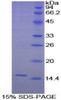 Guinea pig Recombinant Interleukin 8 (IL8)