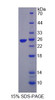 Chicken Recombinant Leptin (LEP)