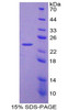 Dog Recombinant Leukemia Inhibitory Factor (LIF)