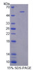 Mouse Recombinant Selectin, Leukocyte (SELL)