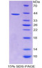 Dog Recombinant Monocyte Chemotactic Protein 1 (MCP1)