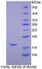 Horse Recombinant Monocyte Chemotactic Protein 1 (MCP1)