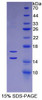 Human Recombinant Monocyte Chemotactic Protein 1 (MCP1)