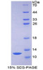 Rat Recombinant Monocyte Chemotactic Protein 3 (MCP3)