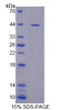 Simian Recombinant Macrophage Inflammatory Protein 1 Beta (MIP1b)