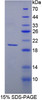 Pig Recombinant Matrix Metalloproteinase 13 (MMP13)