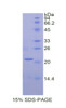 Rabbit Recombinant Matrix Metalloproteinase 13 (MMP13)