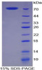 Pig Recombinant Creatine Kinase, Muscle (CKM)