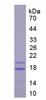 Pig Recombinant Cluster Of Differentiation 40 Ligand (CD40L)