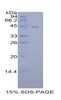 Pig Recombinant Cluster Of Differentiation 40 Ligand (CD40L)