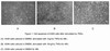 Mouse Active Tumor Necrosis Factor Alpha (TNFa)