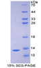 Mouse Recombinant Intercellular Adhesion Molecule 5 (ICAM5)