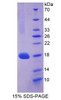 Cattle Recombinant Vascular Endothelial Growth Factor A (VEGFA)