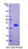 Dog Recombinant Vascular Endothelial Growth Factor A (VEGFA)