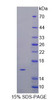 Dog Recombinant Vascular Endothelial Growth Factor C (VEGFC)