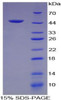 Human Recombinant Vascular Endothelial Growth Factor C (VEGFC)