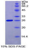 Mouse Recombinant Coagulation Factor VIII Associated Protein 1 (F8A1)