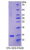 Mouse Recombinant Platelet Factor 4 (PF4)